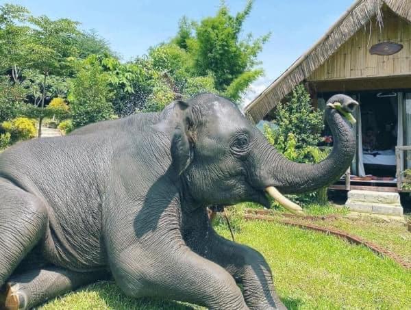 3 Pok Maewang Jinxiang Gold Elephant Park Mae Wang Εξωτερικό φωτογραφία