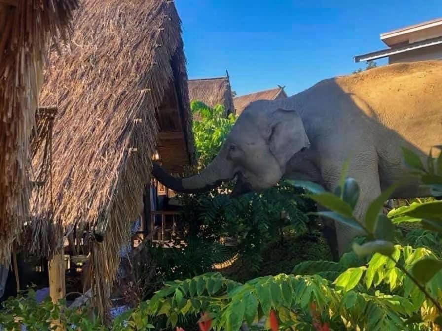 3 Pok Maewang Jinxiang Gold Elephant Park Mae Wang Εξωτερικό φωτογραφία