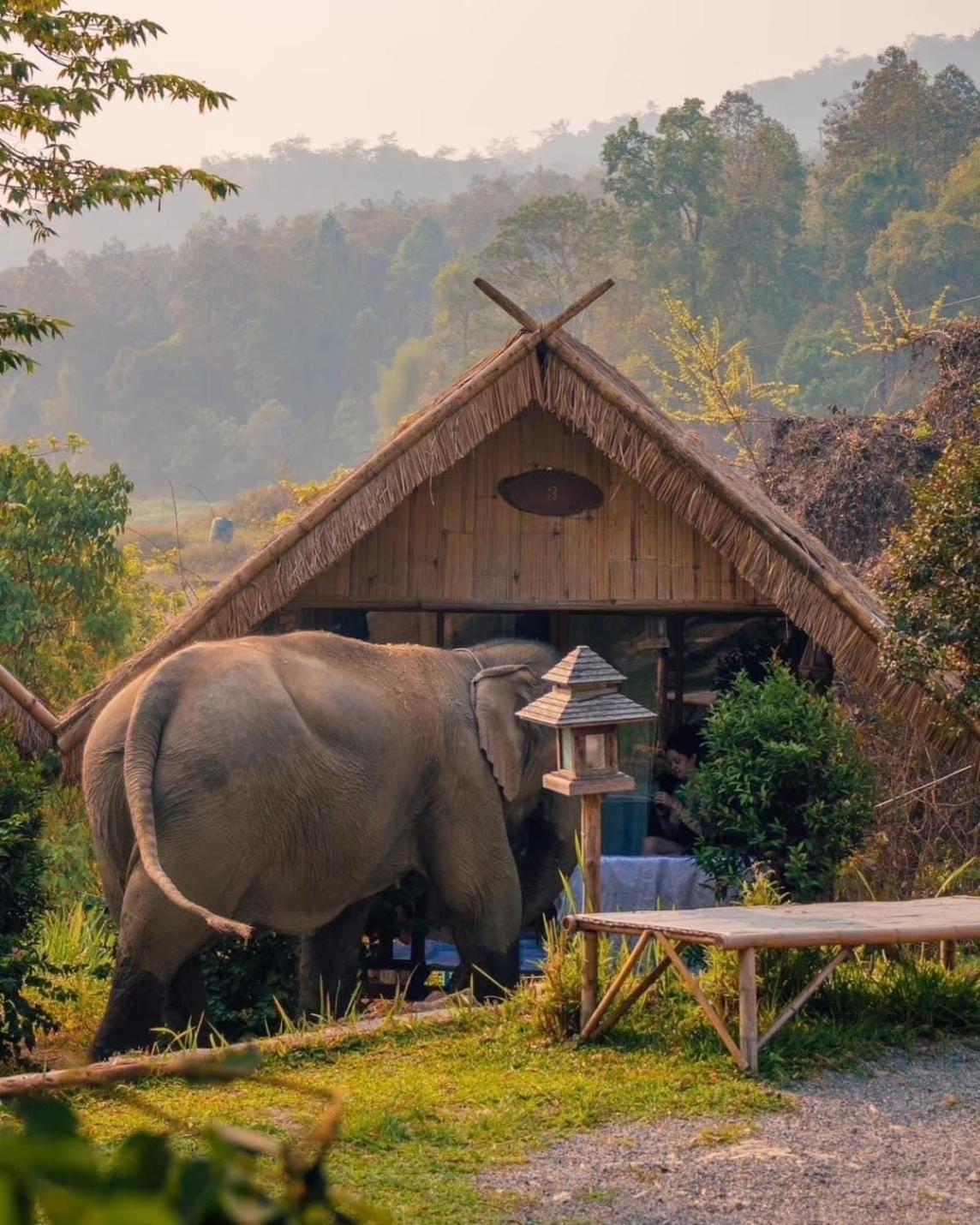3 Pok Maewang Jinxiang Gold Elephant Park Mae Wang Εξωτερικό φωτογραφία