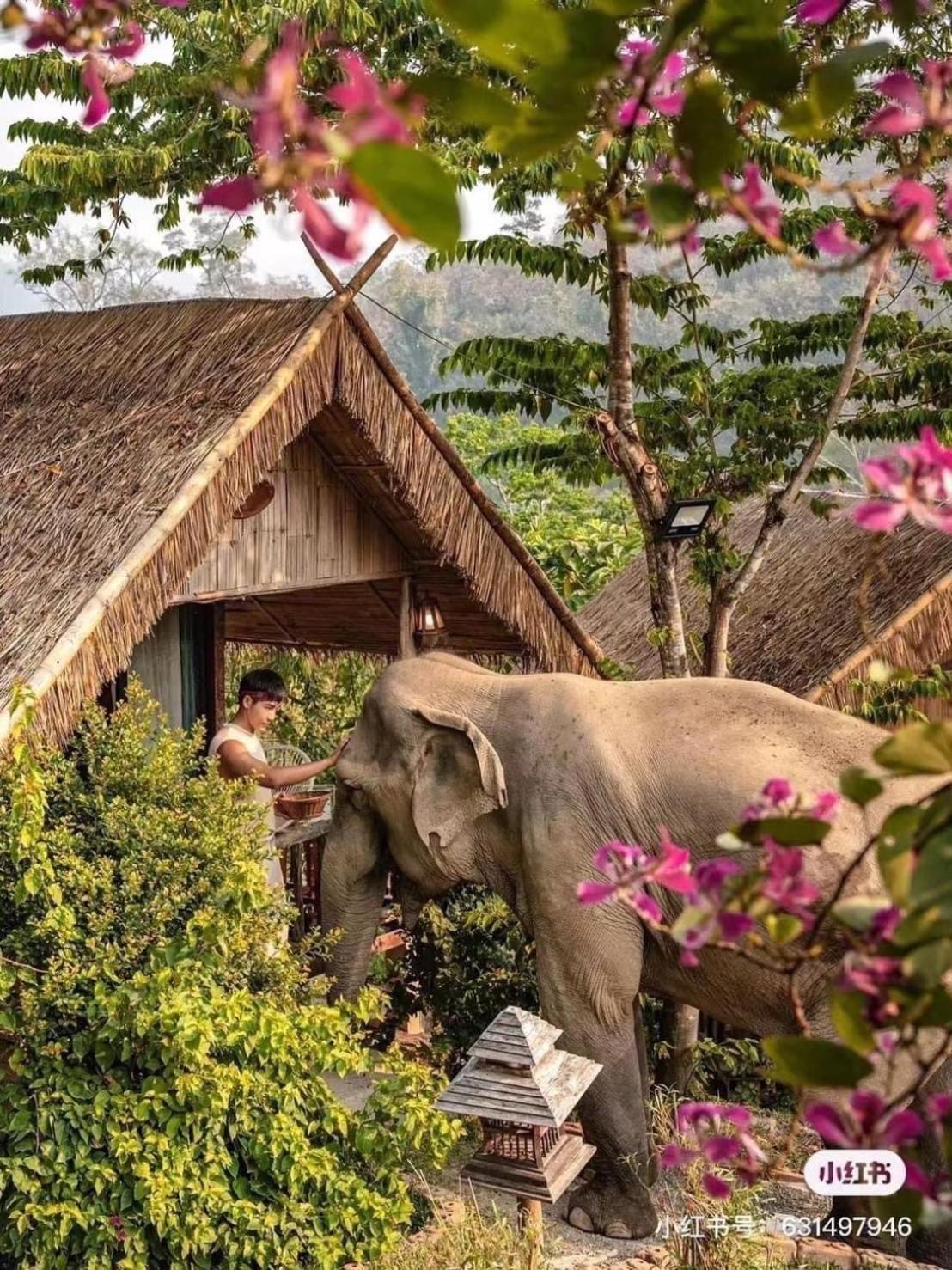 3 Pok Maewang Jinxiang Gold Elephant Park Mae Wang Εξωτερικό φωτογραφία
