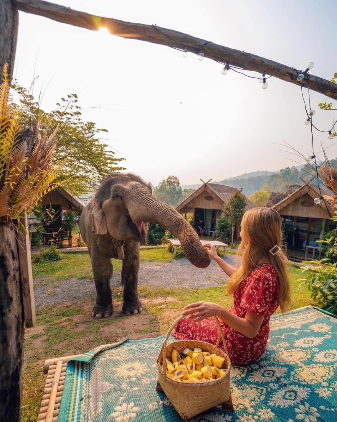 3 Pok Maewang Jinxiang Gold Elephant Park Mae Wang Εξωτερικό φωτογραφία